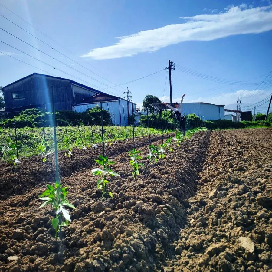 野菜の苗を植えました🌱