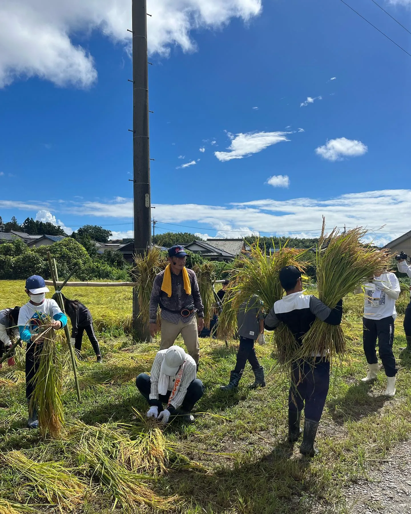 石薬師小学校の稲刈り体験をしました🌾