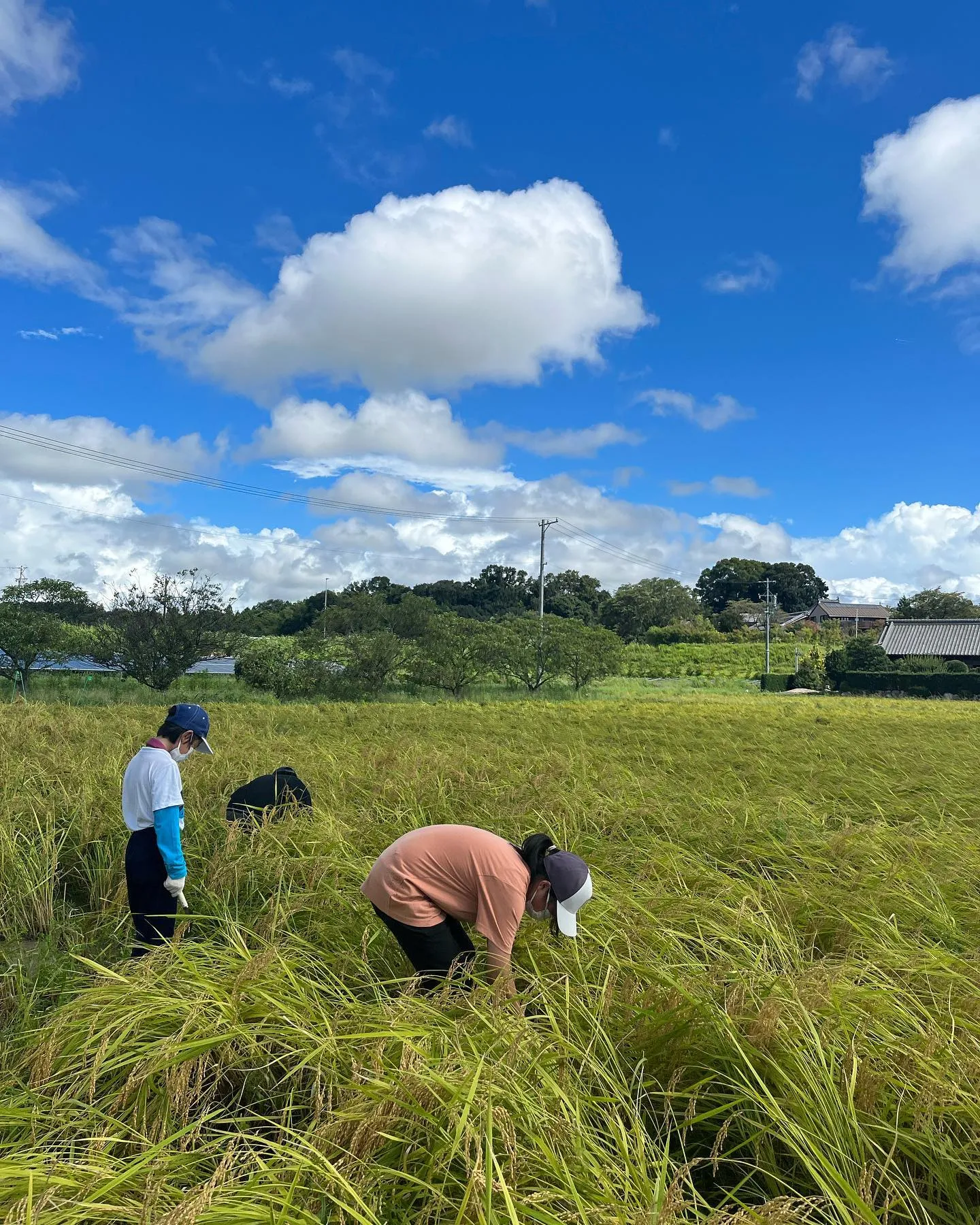 石薬師小学校の稲刈り体験をしました🌾