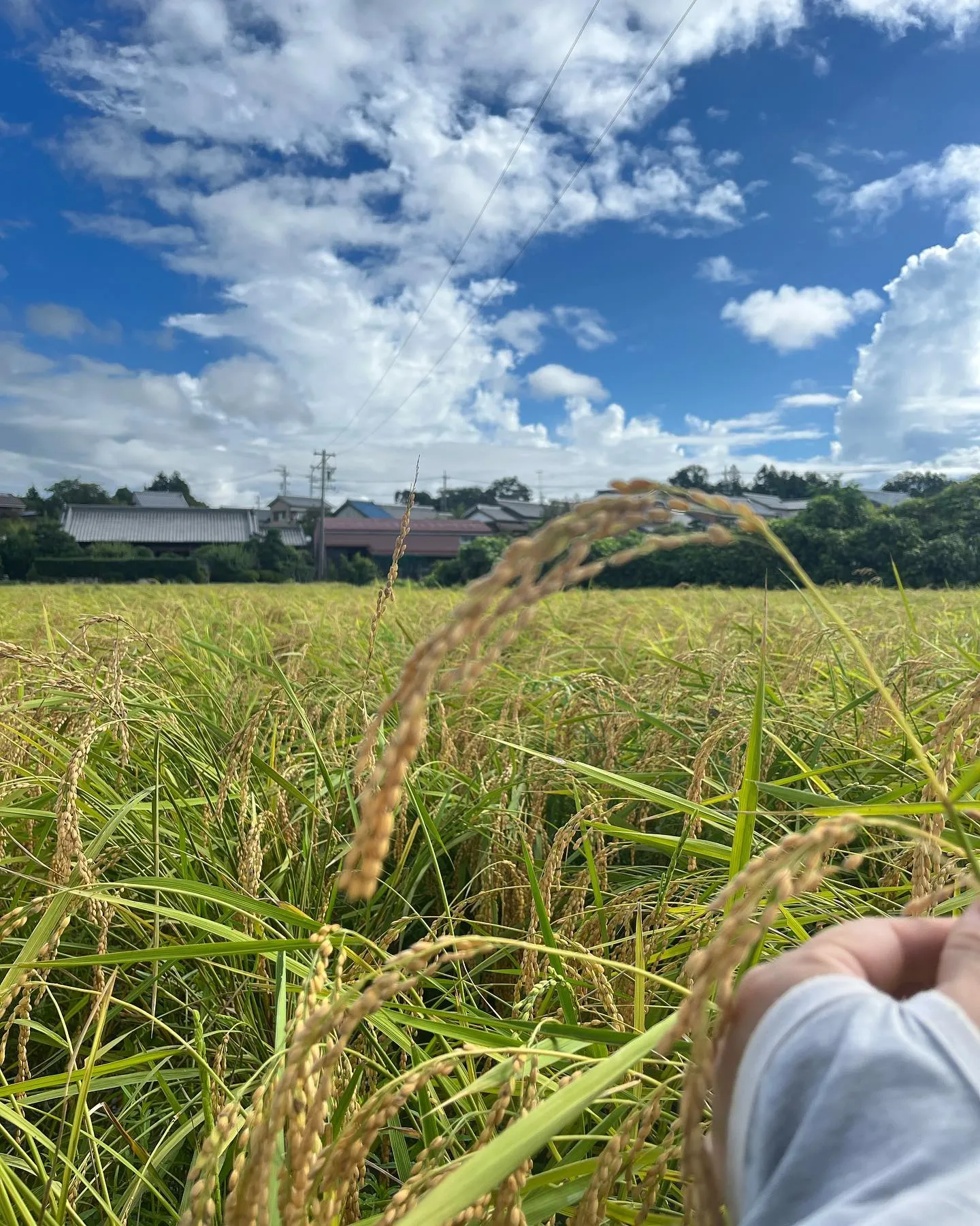 石薬師小学校の稲刈り体験をしました🌾