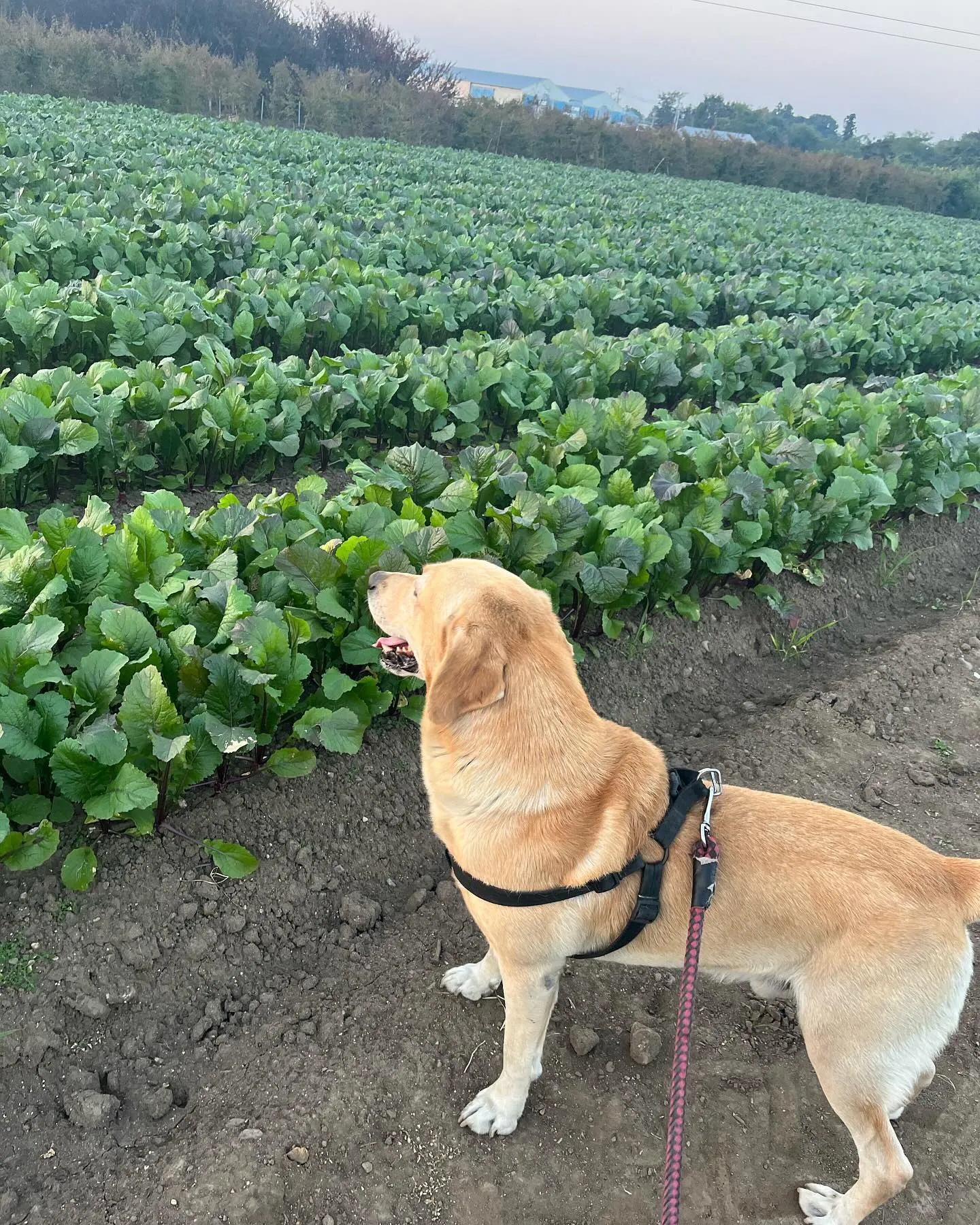 日野菜の収穫が始まりました！